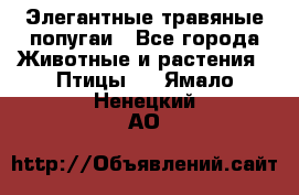 Элегантные травяные попугаи - Все города Животные и растения » Птицы   . Ямало-Ненецкий АО